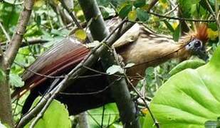 Hoatzin