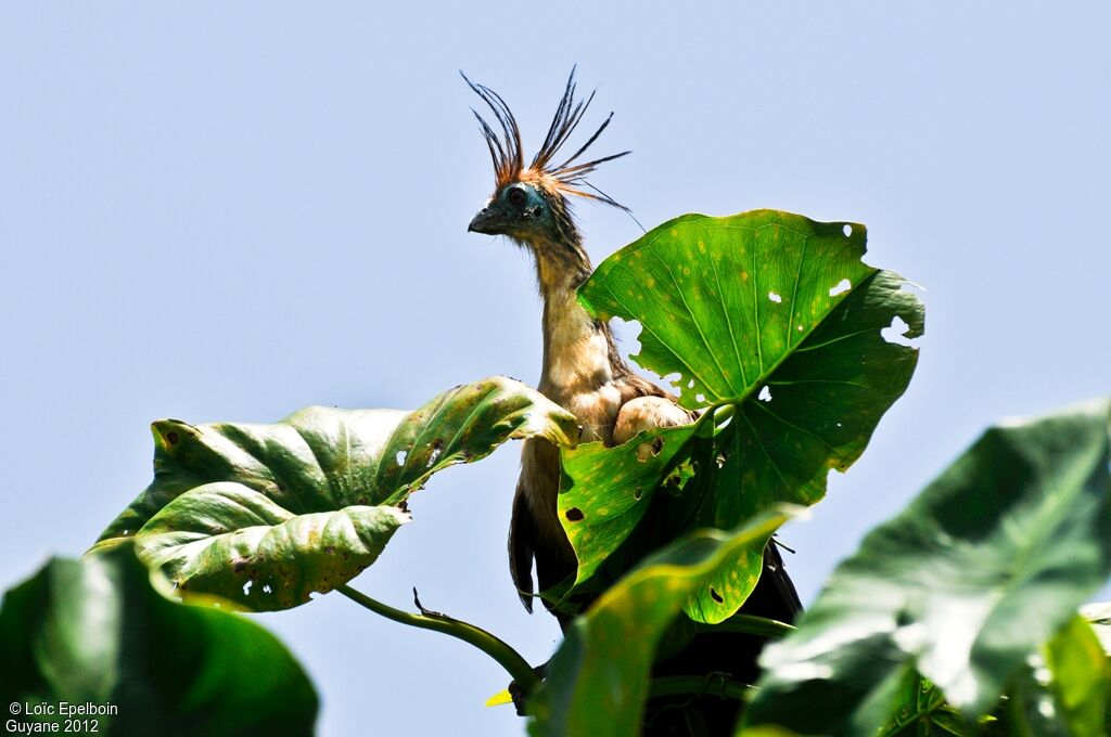 Hoatzin