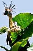 Hoatzin