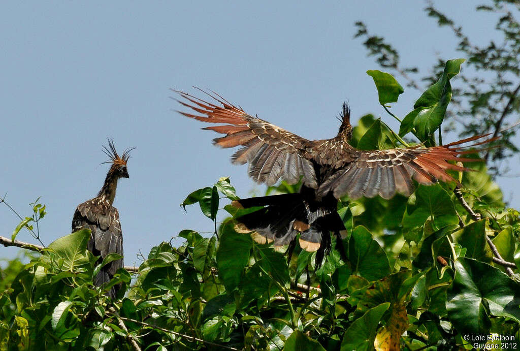 Hoatzin