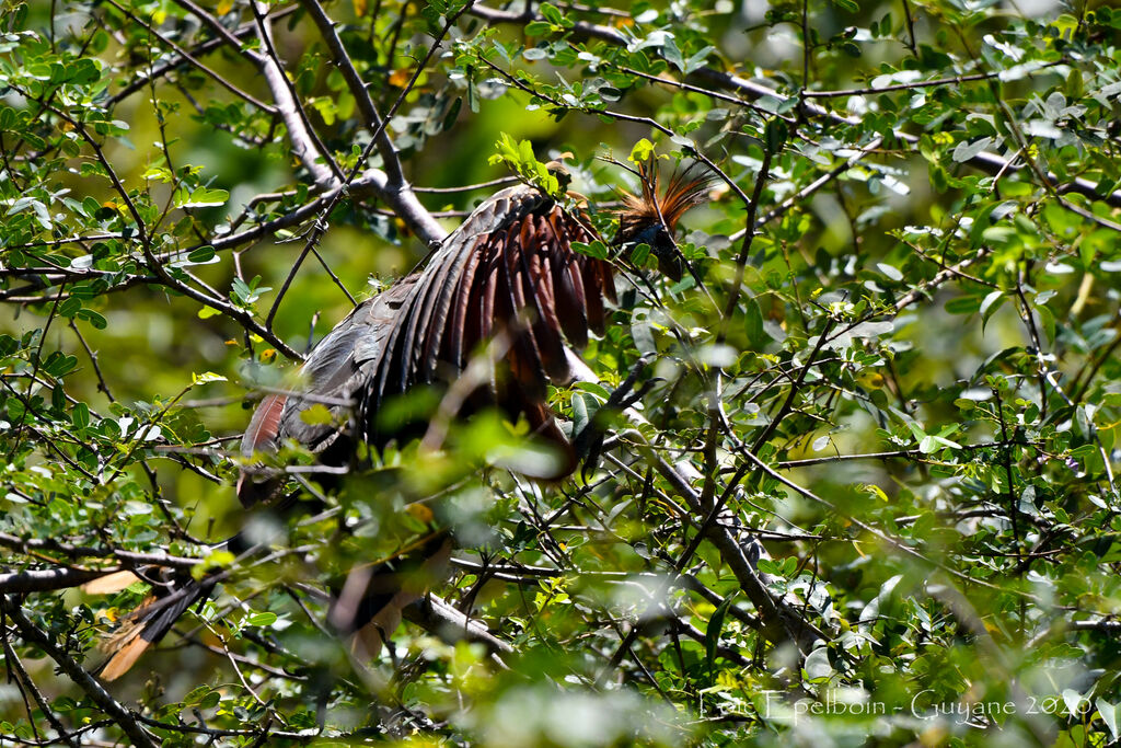 Hoatzin