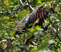 Hoatzin