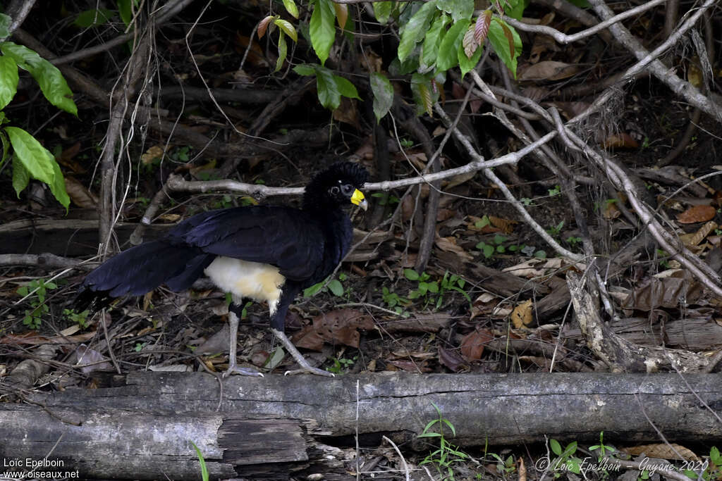 Black Curassow male adult, identification