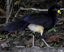 Black Curassow