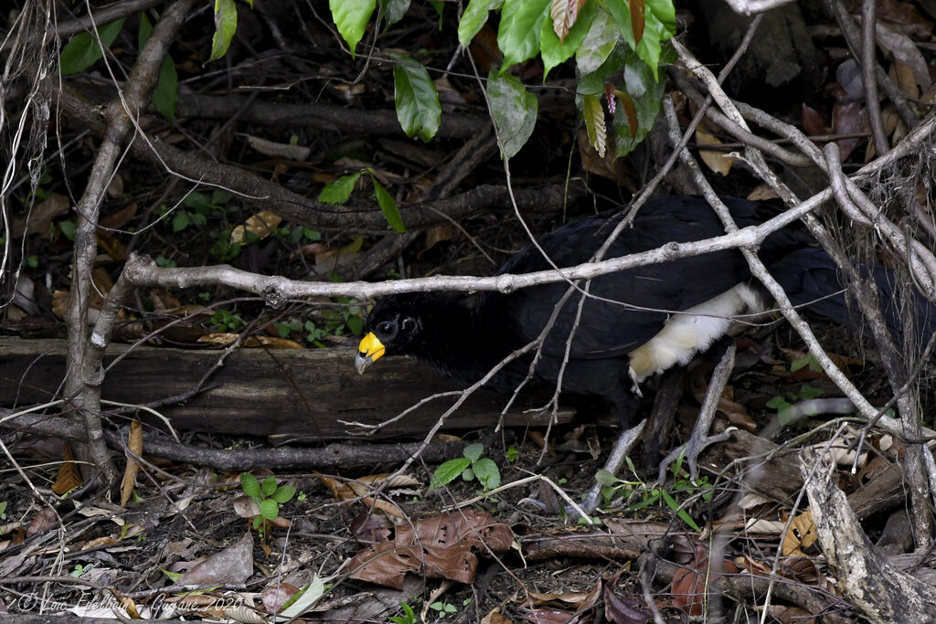 Black Curassow