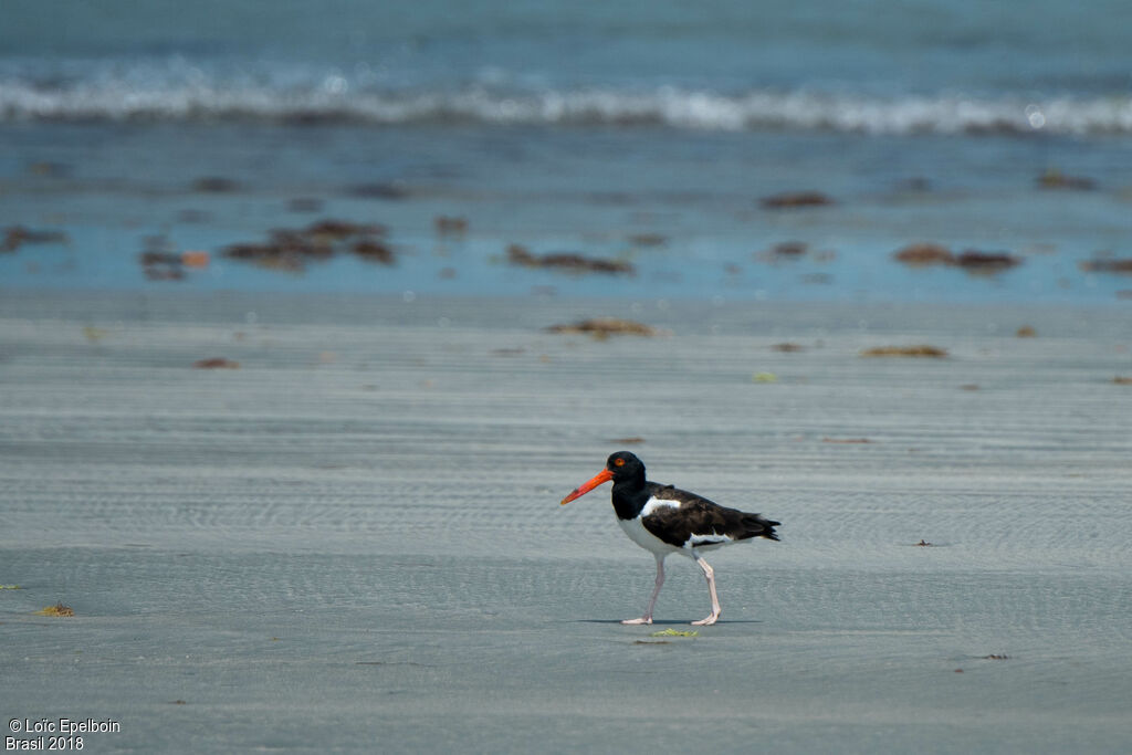 American Oystercatcher