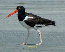 American Oystercatcher