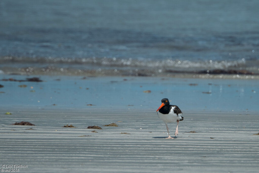 American Oystercatcher