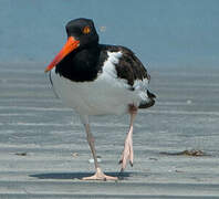 American Oystercatcher