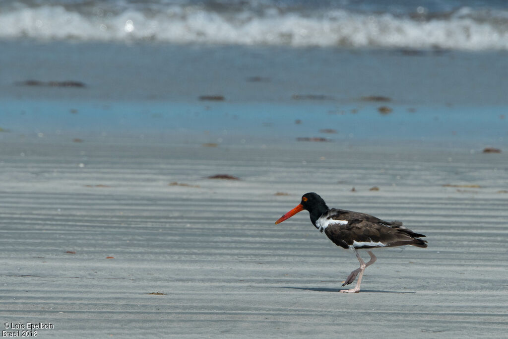 American Oystercatcher