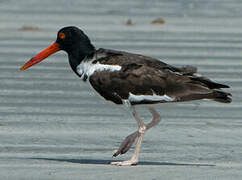 American Oystercatcher