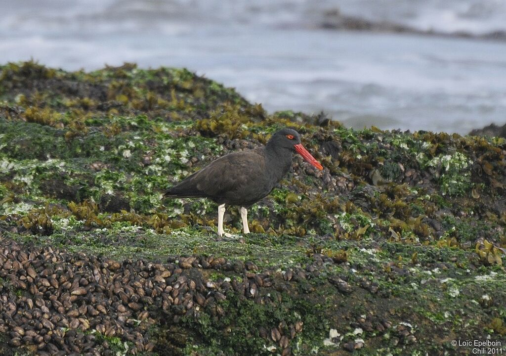 Blackish Oystercatcher