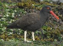 Blackish Oystercatcher