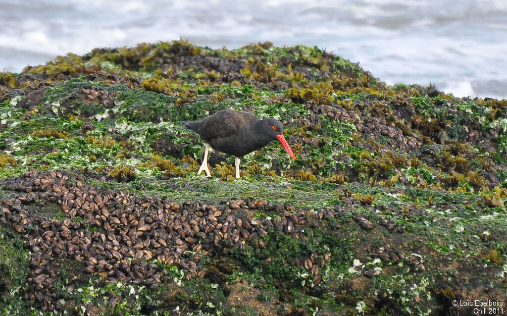 Blackish Oystercatcher