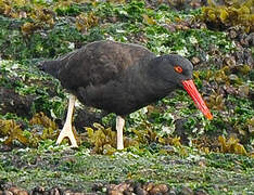 Blackish Oystercatcher