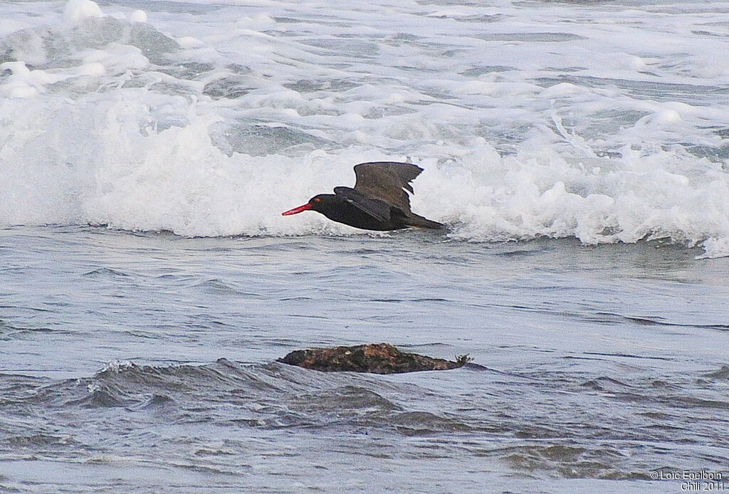 Blackish Oystercatcher