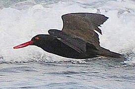 Blackish Oystercatcher