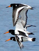 Eurasian Oystercatcher