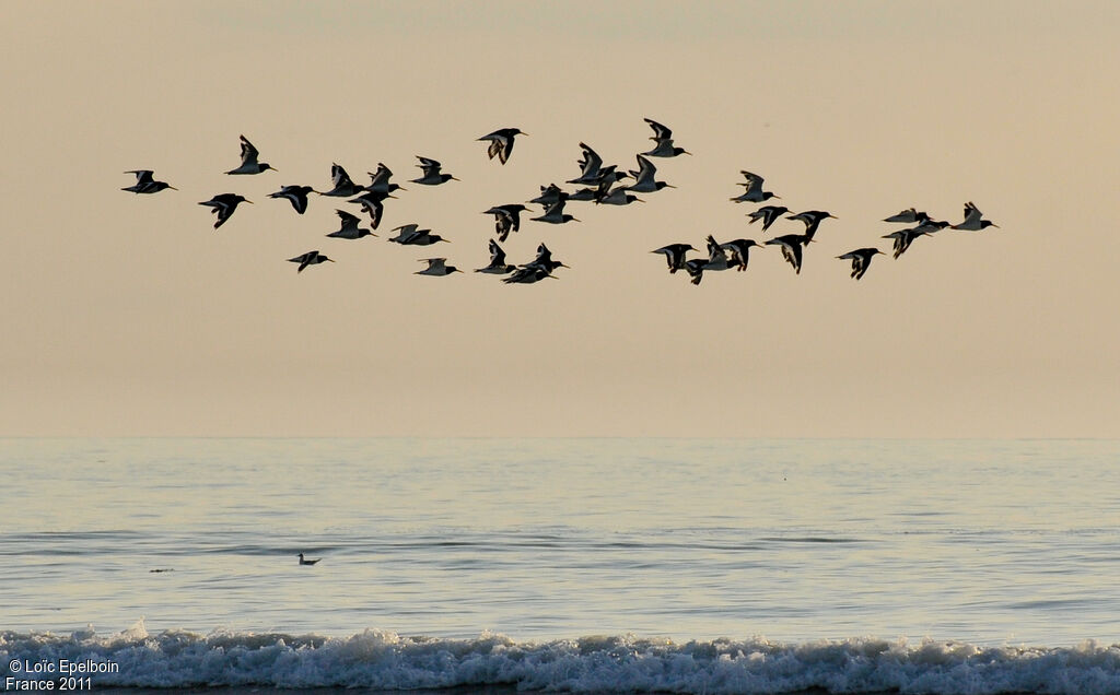 Eurasian Oystercatcher