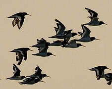 Eurasian Oystercatcher