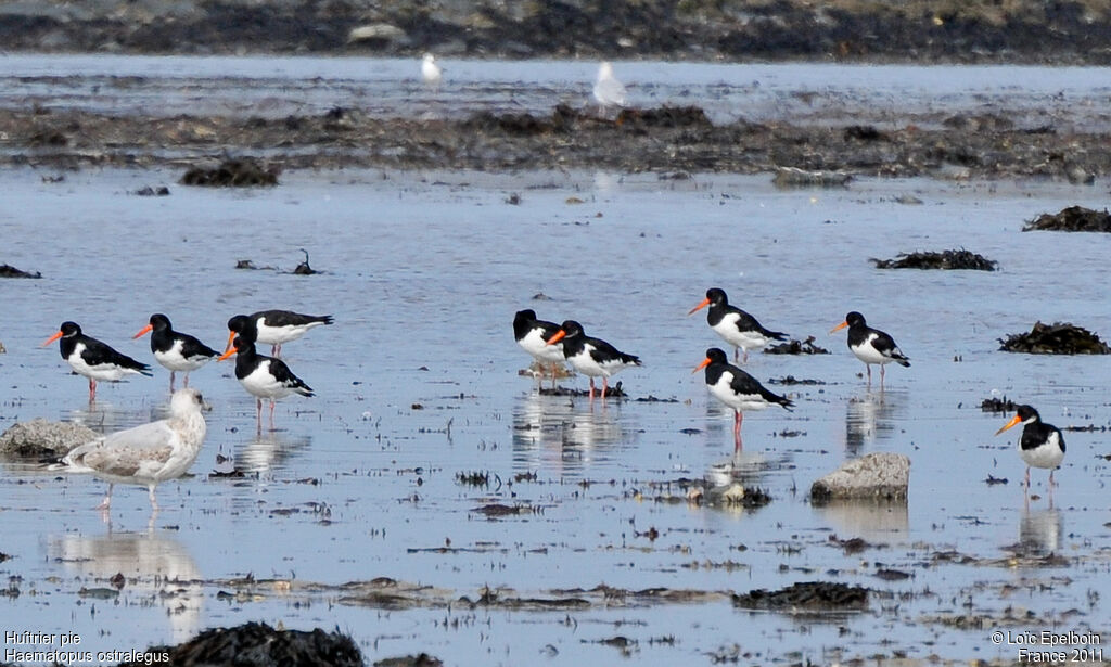 Eurasian Oystercatcher