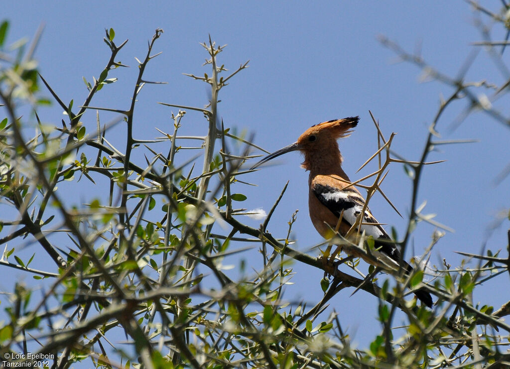 African Hoopoe