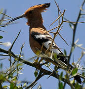 African Hoopoe