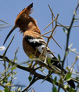 African Hoopoe