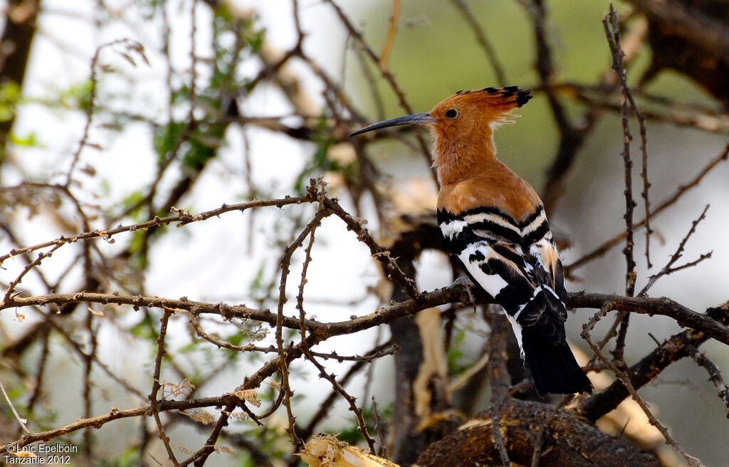 African Hoopoe