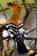 African Hoopoe