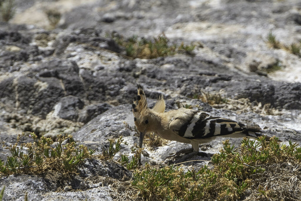 Eurasian Hoopoe