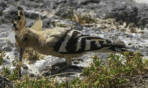 Eurasian Hoopoe