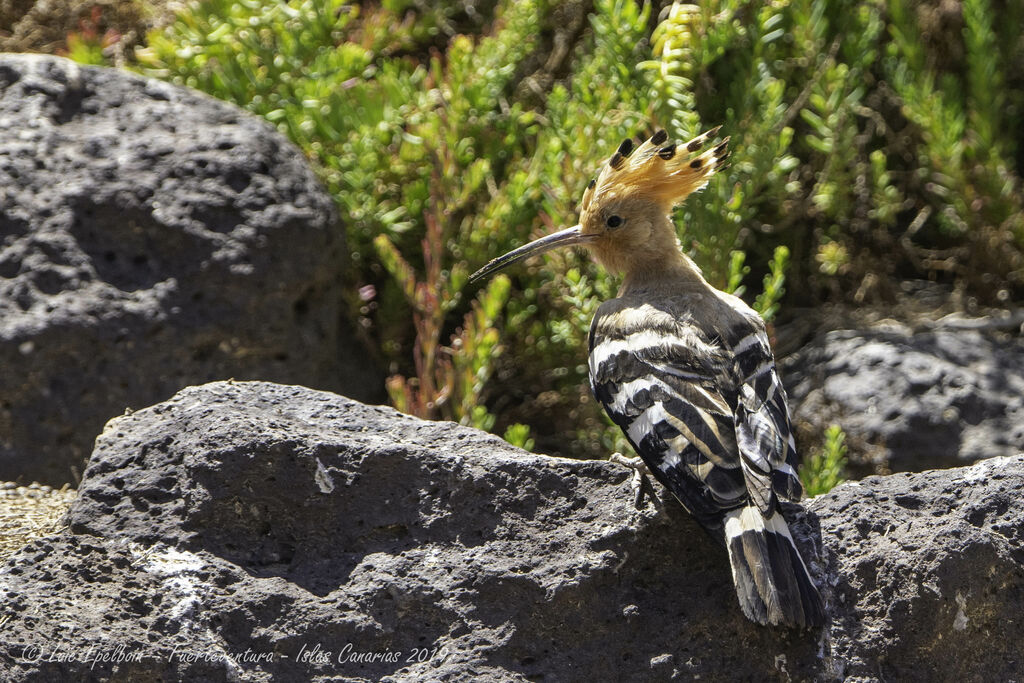 Eurasian Hoopoe