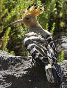 Eurasian Hoopoe