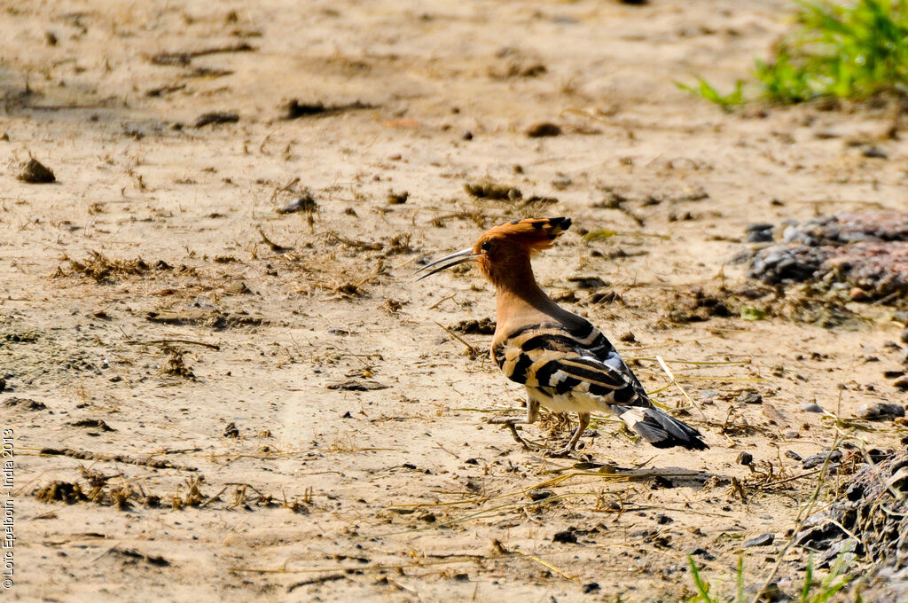 Eurasian Hoopoe