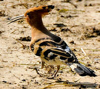 Eurasian Hoopoe