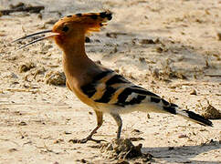 Eurasian Hoopoe