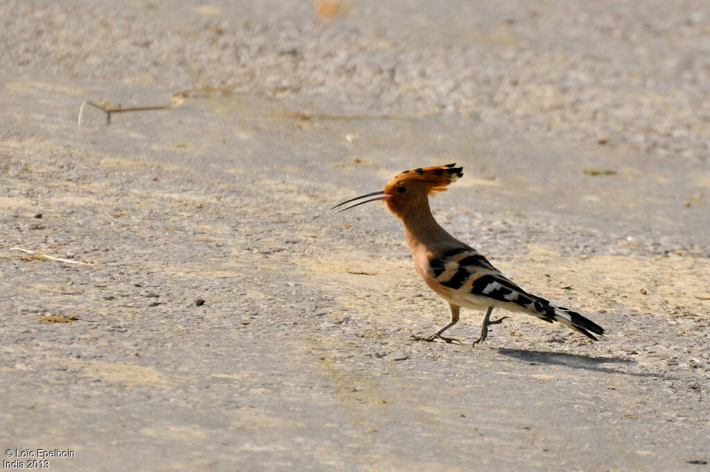 Eurasian Hoopoe