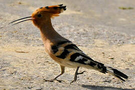 Eurasian Hoopoe