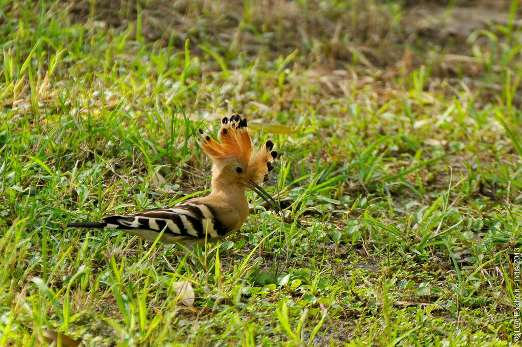 Eurasian Hoopoe