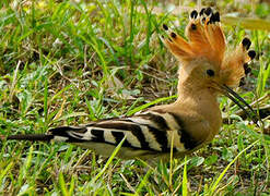 Eurasian Hoopoe