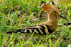 Eurasian Hoopoe