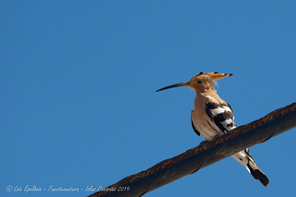 Eurasian Hoopoe