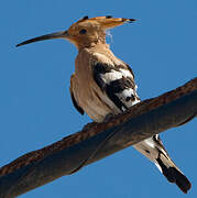 Eurasian Hoopoe