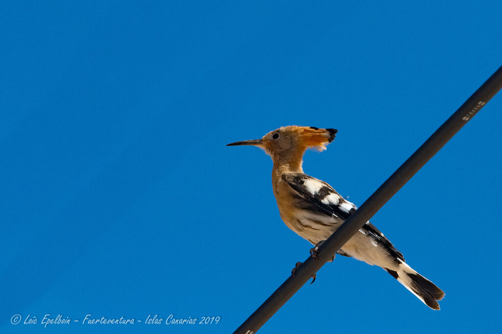 Eurasian Hoopoe