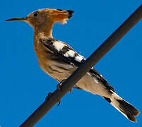 Eurasian Hoopoe