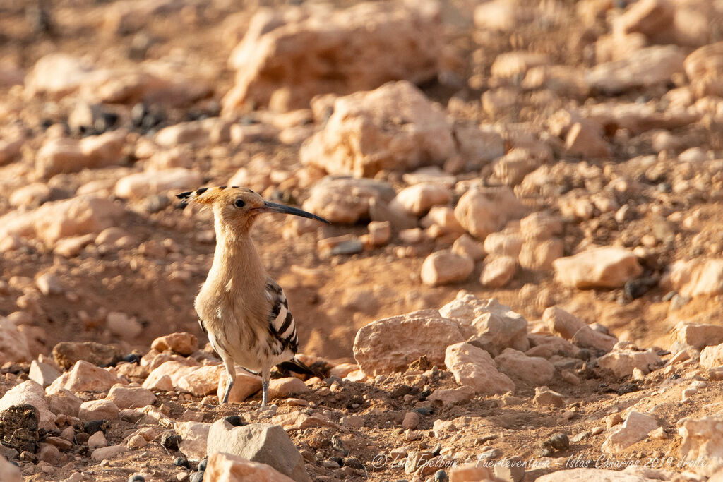 Eurasian Hoopoe