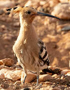 Eurasian Hoopoe