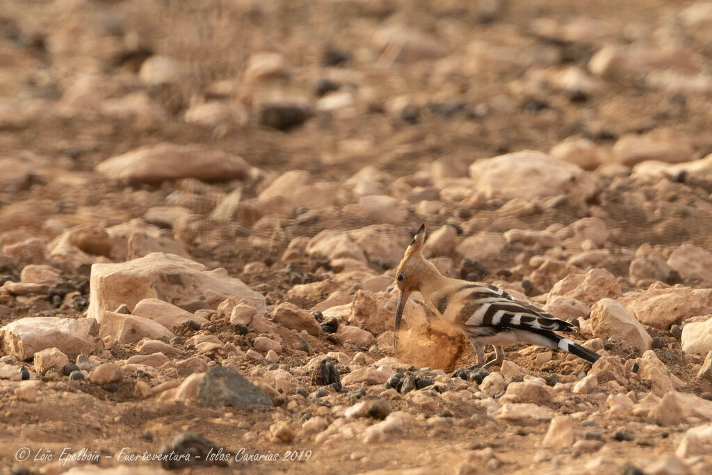 Eurasian Hoopoe