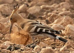 Eurasian Hoopoe